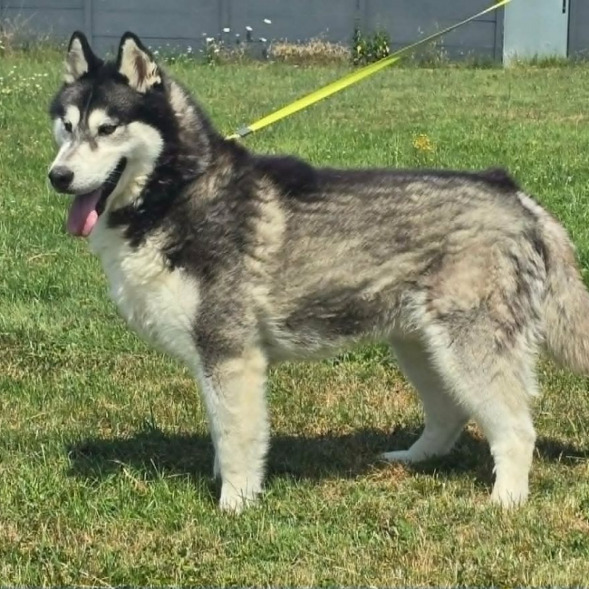 Photo de bojka