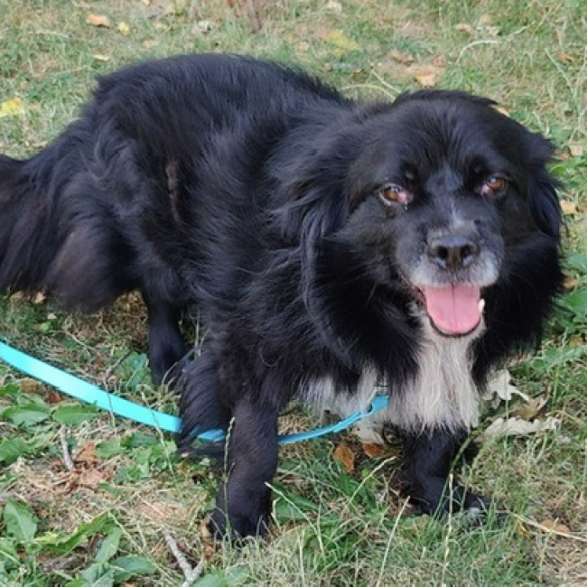 Photo de Kovu