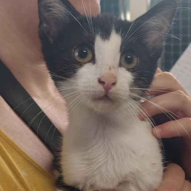 Photo de Kiwi