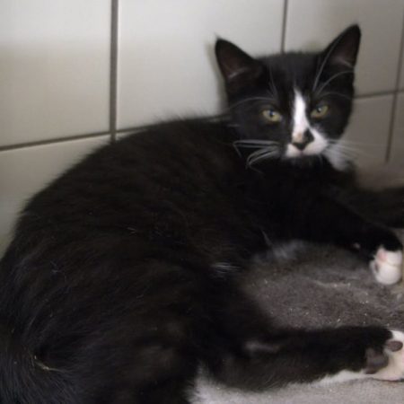 Pigalle - Chat Européen à adopter