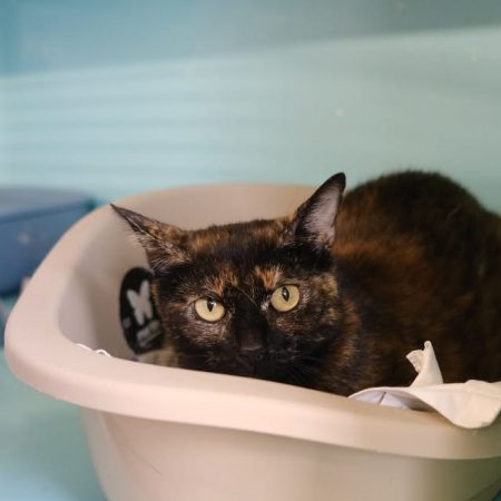Lisylvia - Chat Européen à adopter