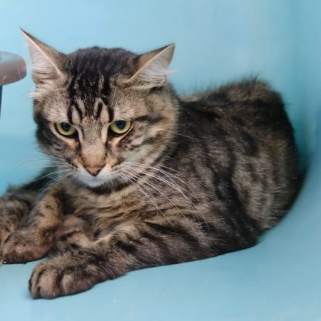 Mesme - Chat Européen à adopter