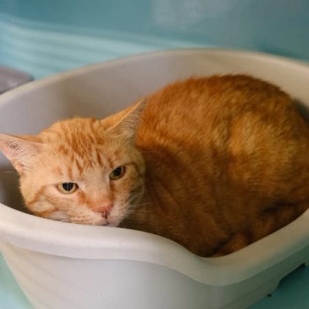 Pastmay - Chat Européen à adopter