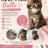 Bulle