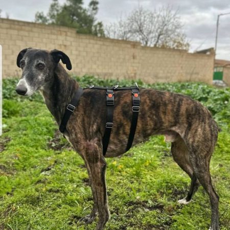 KODA - Chien à adopter