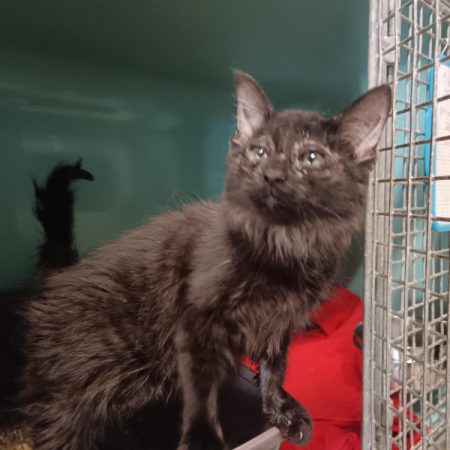 Jazz - Chat Européen à adopter