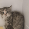 Peps
