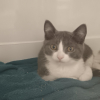 Arka "en cours d'adoption"
