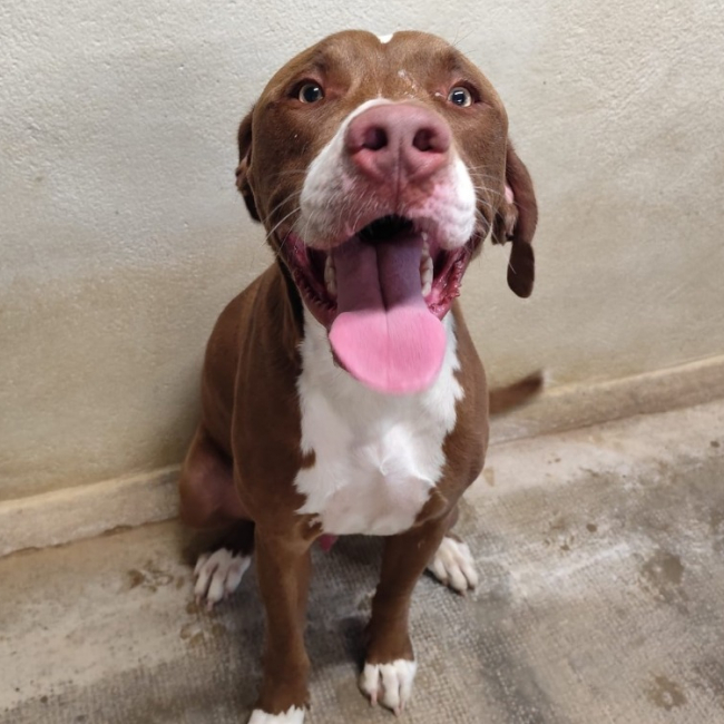 Photo de Dumbo