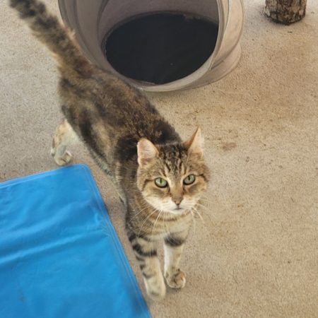 Djeena - Chat Européen à adopter