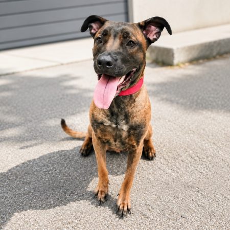 Gitane - Chien à adopter