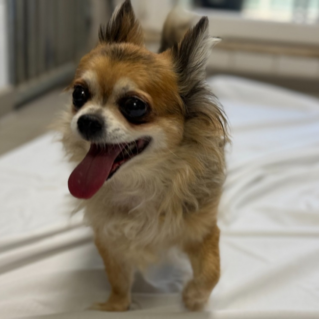 Photo de Mochi