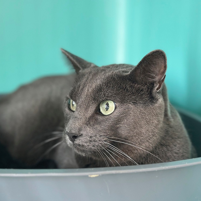 Photo de Simba