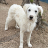 Blanca
