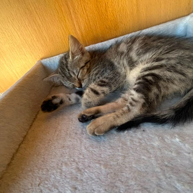Koda