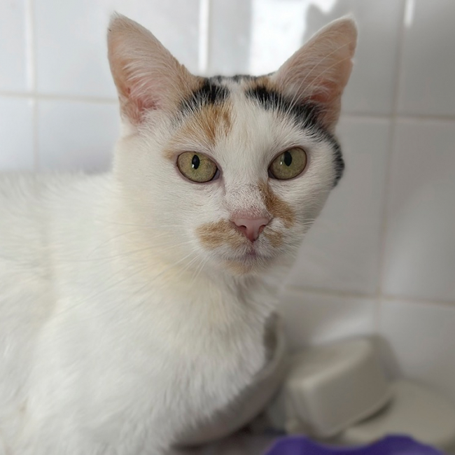 Lilou