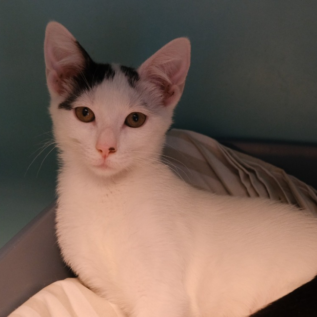 Photo de Felina