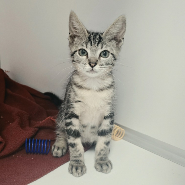 Photo de Taz