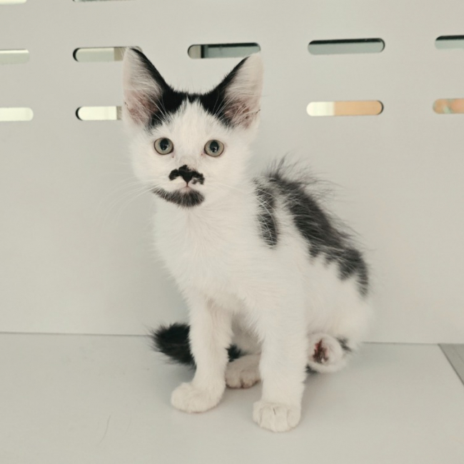 Photo de Biscuit