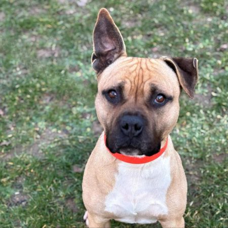 Rouky - Chien à adopter