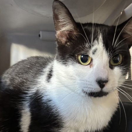 Royal - Chat Européen à adopter