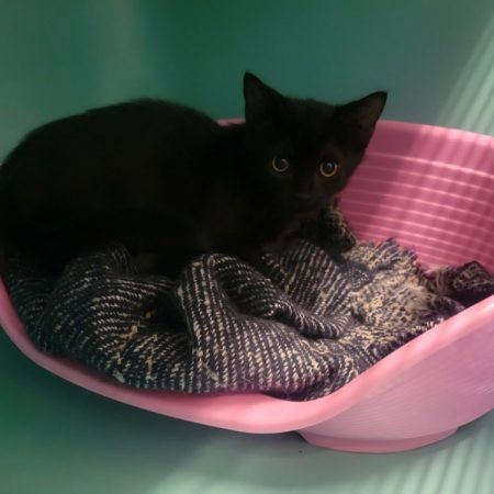 Nito - Chat Européen à adopter