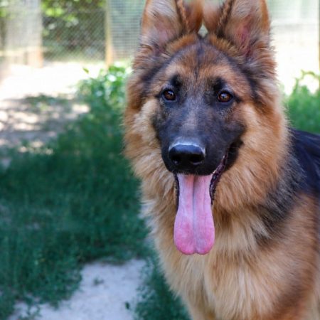 Yago - Chien Berger Allemand à adopter