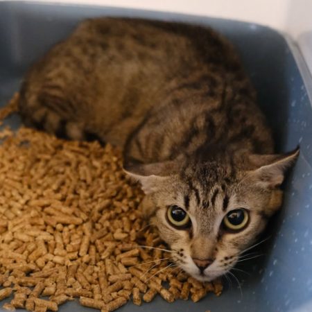 Glory - Chat Européen à adopter