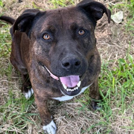 Maya - Chien Bouledogue Américain à adopter