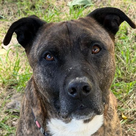 Rex - Chien Bouledogue Américain à adopter
