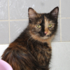 Mirabelle