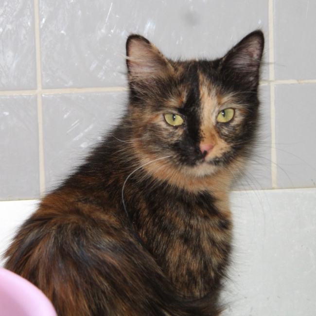 Mirabelle