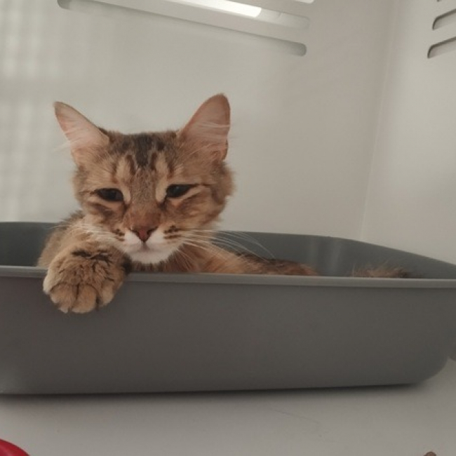 Photo de Jennie
