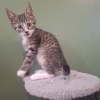 Abricot