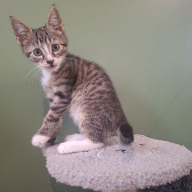 Photo de Abricot