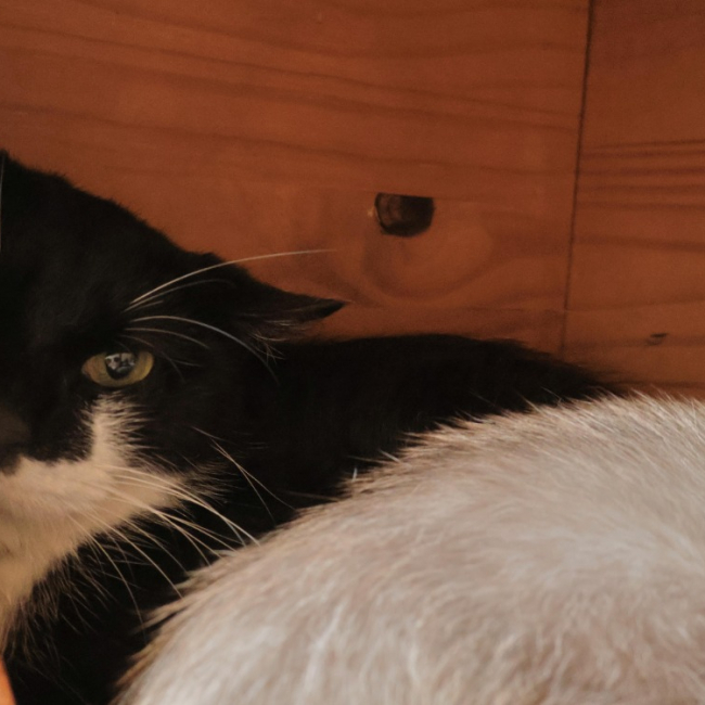 Photo de Onyx