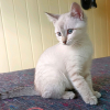 Bijin