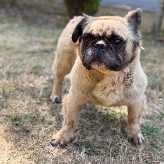 Photo de Pollux