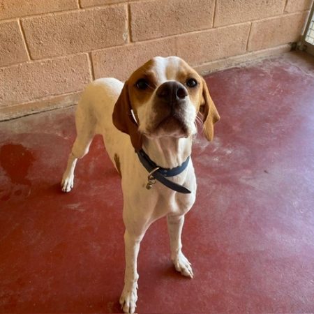 Maxou - Chien Pointer Anglais à adopter
