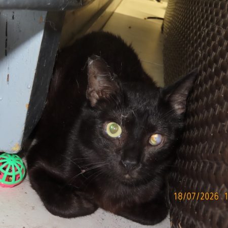 Auguste - Chat Européen à adopter