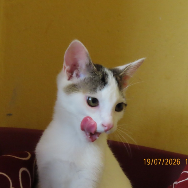 Photo de Koga