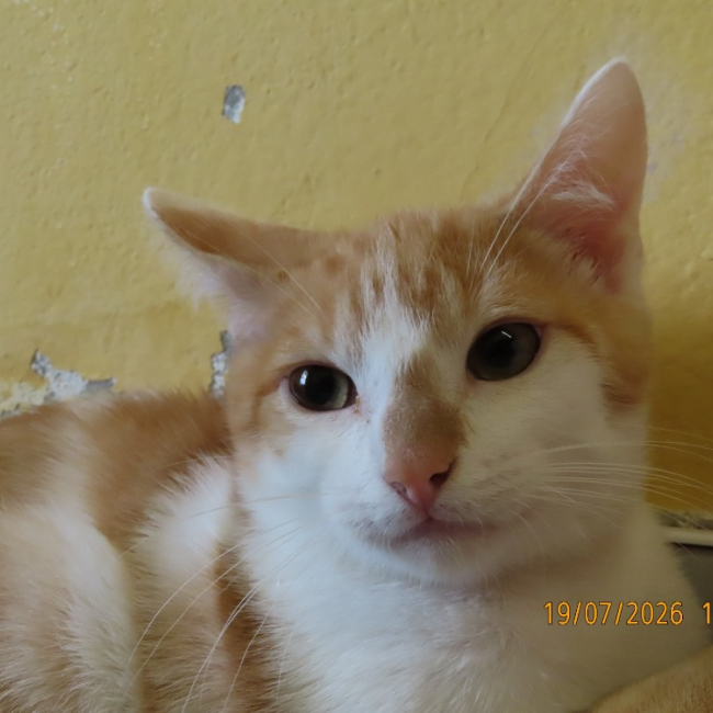 Photo de Maki