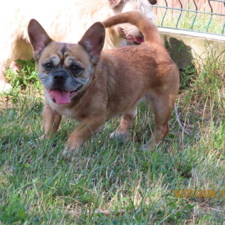 Nini - Chien à adopter