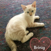 Brinig