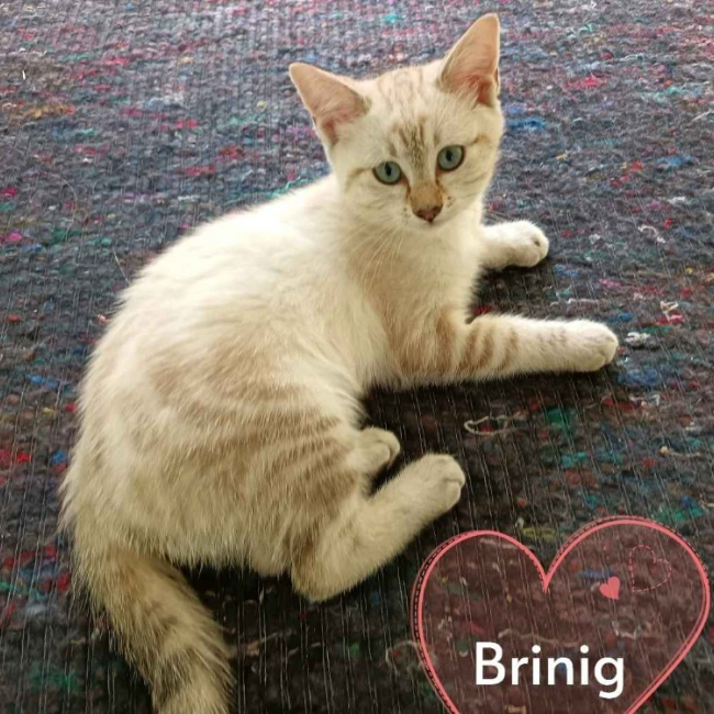 Photo de Brinig