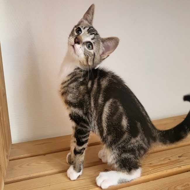 Photo de Suki