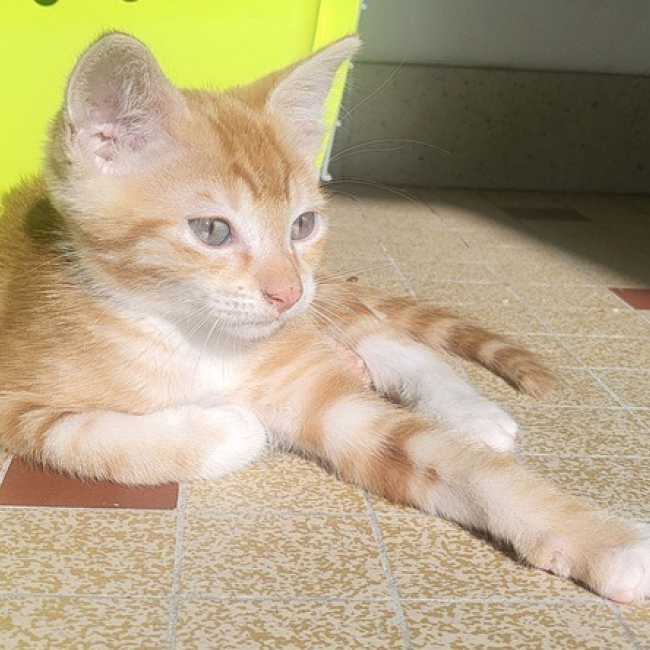 Photo de Berlioz