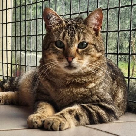 Uron - Chat Européen à adopter