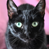 Bastet