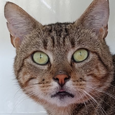 Bakou - Chat Européen à adopter
